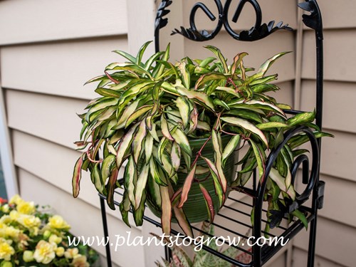 Hoya Wayetti Variegated (Hoya)